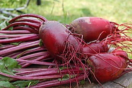 甜菜,植物,红色