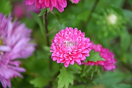 花,粉紅色的花朵,植物