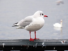 海鷗,鳥,關(guān)閉