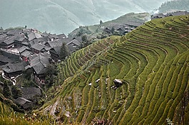 稻田,中國,視圖