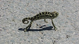 塞浦路斯,變色龍,動物