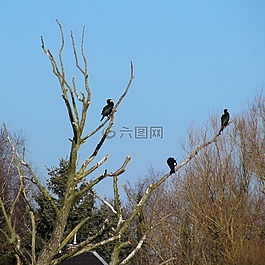 鸕鶿,鳥類,水禽