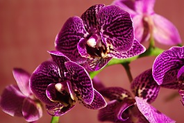 蘭花,花,廠