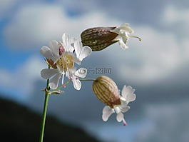 秋,花,自然