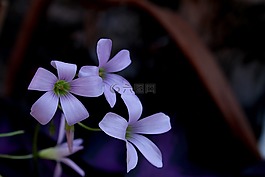 紫,花卉,花園
