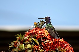 蜂鳥,帕吉,beija 弗洛爾