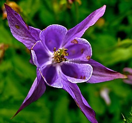 花,丁香,開(kāi)花