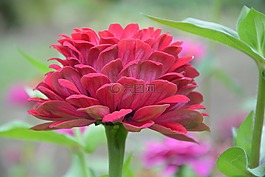 紅花,鮮花,紅色的花朵