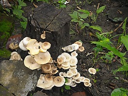 蘑菇,牛肝菌,樹