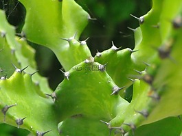 仙人掌,刺,植物
