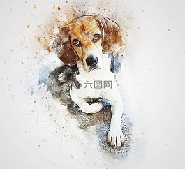 狗,小獵犬,寵物