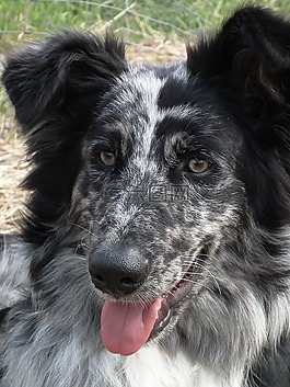 舊的德國牧羊犬,狗,鯖魚