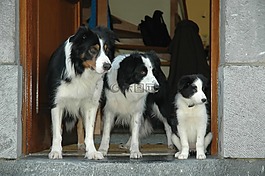 動(dòng)物,邊境牧羊犬,狗
