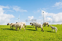 羊,堤防工程,北海