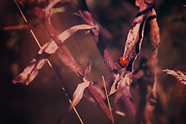 植物,模糊,紅色