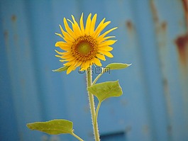 美麗的花朵,向日葵,太陽