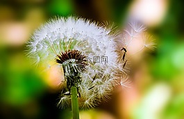 蒲公英,花,植物