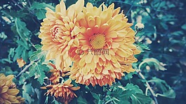 花,黃色,花瓣