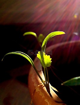 幼樹,香菜,芳香
