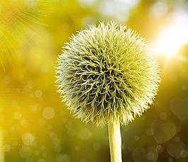 全球薊,薊,廠