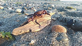 蟹,動物,海灘