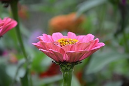 粉紅色的花朵,鮮花,植物