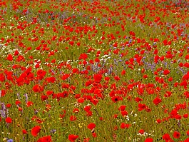 klatschmohn,罌粟,花多
