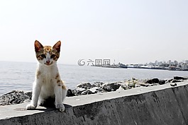 猫,基蒂,homelass