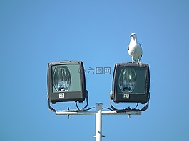天空,ave,動物