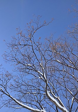 樹,雪,天空