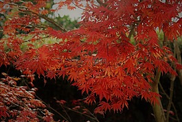 秋,楓,葉