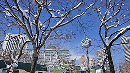 樹,雪,時(shí)鐘