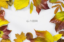 秋季,葉子,豐富多彩