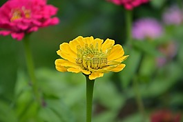 黄色的花,植物,绿色树叶