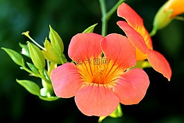 campsis,鮮花,植物