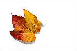 秋季,葉子,豐富多彩