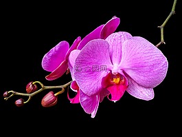 蘭花,開花,花
