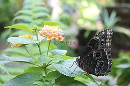 蝴蝶,花,葉