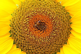 向日葵,蜜蜂,大自然