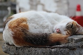 睡眠,美食,可愛(ài)