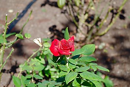 紅色,鮮花,玫瑰