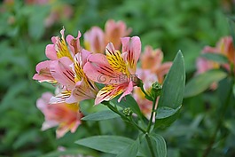花,鮮花,黃玫瑰