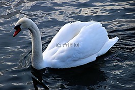 湖,水,鳥(niǎo)