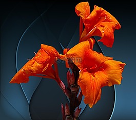開花,花,橙