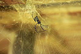 蜘蛛,web,蛛網(wǎng)