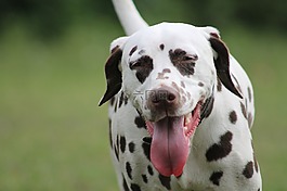 dalmatians,狗,寵物
