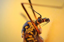 蚊子,bug,動物