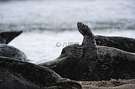 格蘭,北海,海洋島