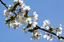 開花,杏,春天