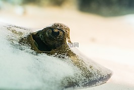 射线,鲼,沙
